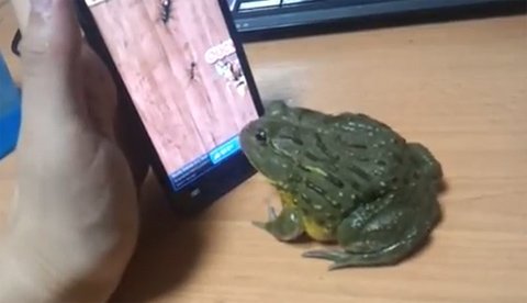 Gặp nạn vì cho cóc chơi game trên smartphone