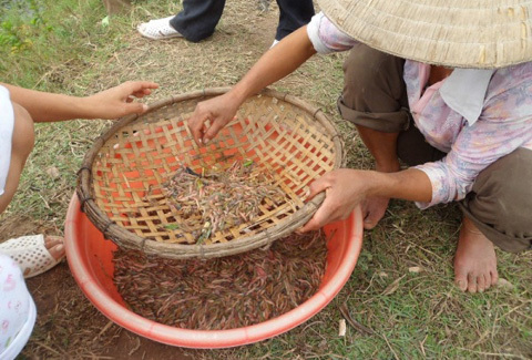 Săn rươi, kiếm chục triệu mỗi mùa