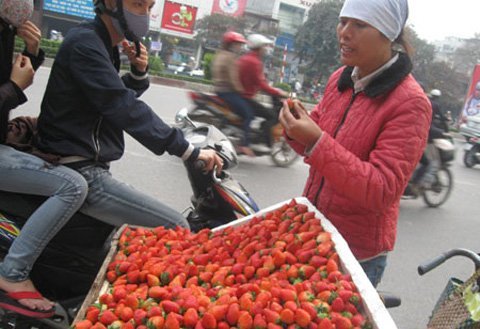 Tràn lan dâu tây TQ 