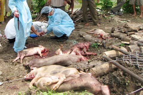 Khởi tố trạm trưởng trạm thú y ăn chặn tiền