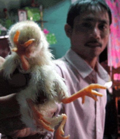 Phát hiện gà 4 chân ở Quảng Nam