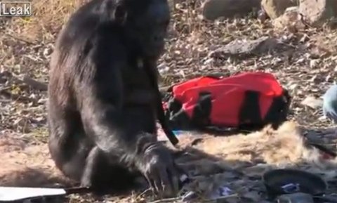 Chú khỉ thông minh có thể nhóm bếp, nấu ăn