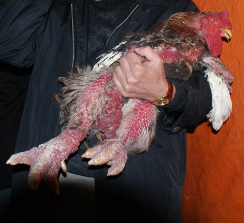 Chi chục triệu mua gà Đông Cảo ăn Tết