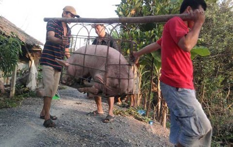 Choáng với 'kỹ thuật' tăng trọng heo