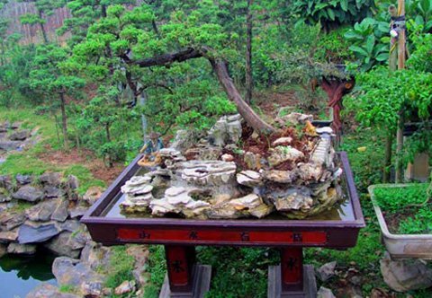 Xu thế mua cây đón Tết Nhâm Thìn