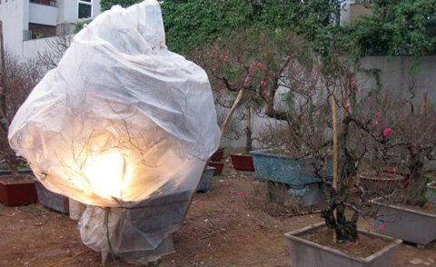 Rét đậm, giá đào, quất sẽ tăng 20-30%