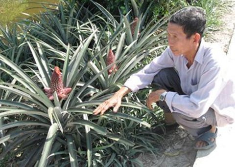 Hoa, cây cảnh cảnh độc đắt hàng ngày Tết