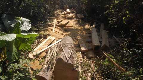 Một người, nửa giờ “xẻ thịt” được cả cây đại thụ