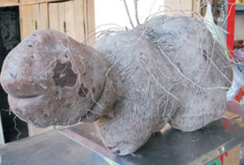 Củ khoai 9kg hình cụ rùa, được trả 1 triệu