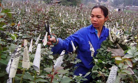 Trời lạnh, hoa Tết khan hiếm