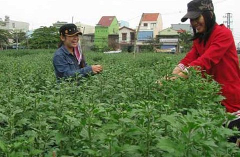 Miền Trung khan hoa Tết