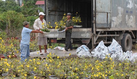 Mất mùa, mai vàng ra Bắc giảm mạnh