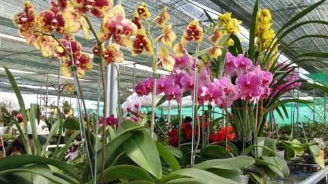 Bí quyết chọn lan ngày Tết