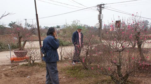 Đào quất thưa khách, nhà vườn nóng ruột