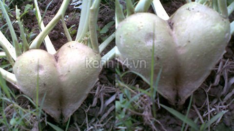 Hà Nội: Độc đáo củ su hào hình trái tim