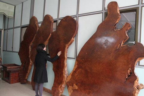 Hành trình kỳ lạ của những phiến gỗ Nu khổng lồ