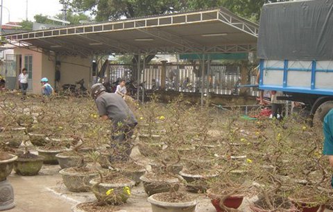 Giá mai Tết tăng gấp 2-3 lần năm ngoái