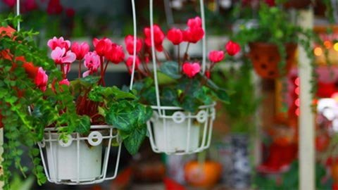 Rộn ràng sắc xuân với hoa