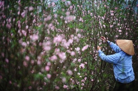 Tết: Văn hóa và không...văn hóa!