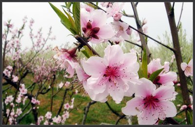 Kinh nghiệm chọn đào, quất theo phong thủy đón Tết