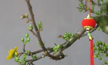 Vẹt đỉnh trời hứng Tết