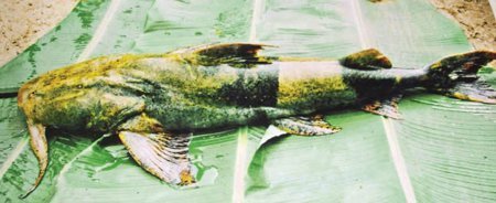 Chim cá tiến vua cùng khóc trong hũ rượu