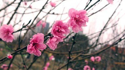 Du học sinh: Nhớ lắm Tết Việt ơi!