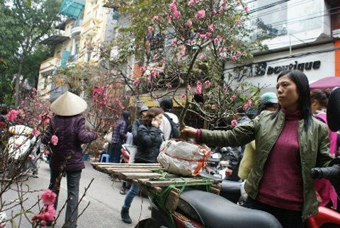 Hoa, cây cảnh Tết: Giá không cao hơn năm ngoái