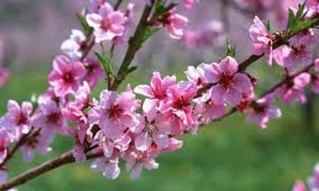 Chia sẻ cảm xúc xuân cùng VietNamNet