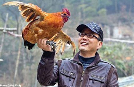 Chú gà đắt nhất thế giới