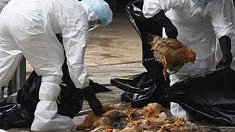 H5N1 tái phát, hàng nghìn gia cầm bị tiêu huỷ