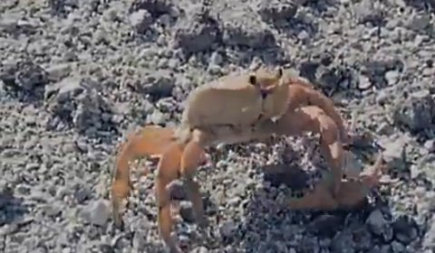 Con cua tự ngắt bỏ càng bị thương để thoát thân