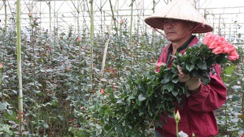 Đón Valentine: Hồng Đà Lạt tăng giá gấp 4 lần