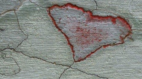 Những hình ảnh đẹp nhất về Valentine