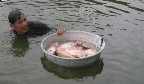 Cá chết trắng trên cánh đồng, sông suối