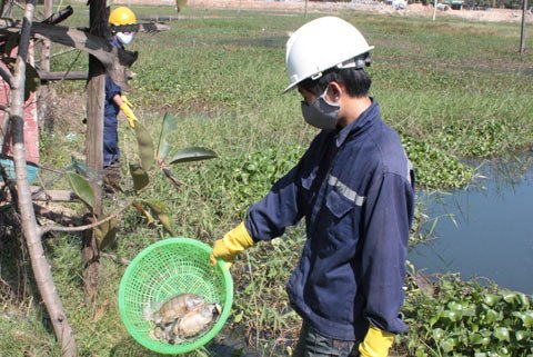 Cá chết hàng loạt, dân thống kê thiệt hại