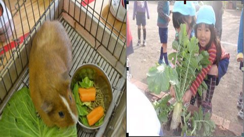 Dạy trẻ kiểu Nhật, những chuyện đáng nhớ