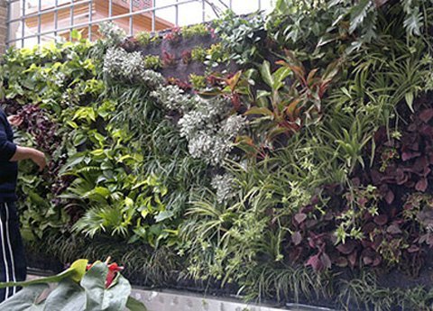 Dịch vụ vườn thẳng đứng 'hút hàng'