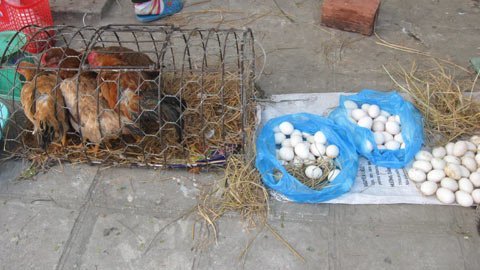 Vô tư mua thịt gia cầm chưa được kiểm dịch