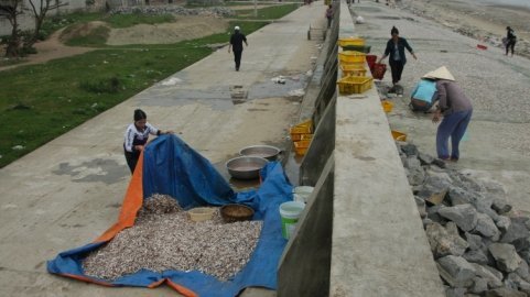 Bên đê lấn biển: Về với biển (kỳ 6)