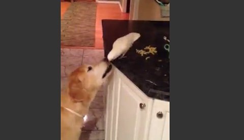 Con bồ câu chia mỳ cho con chó