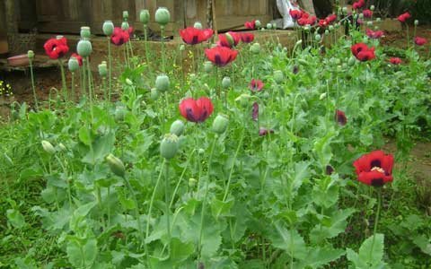 Phát hiện cánh đồng thuốc phiện hơn 1000m2