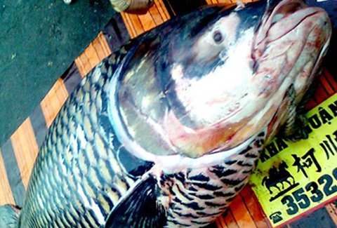 Con cá hô “khủng” có giá hơn 200 triệu đồng
