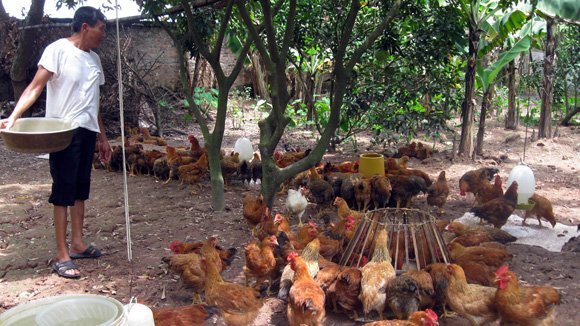 Nguy kịch vì nhiễm cúm A/H5N1 do ăn tiết canh vịt