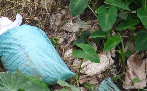 Kinh hoàng vịt chết dịch được thả trôi sông