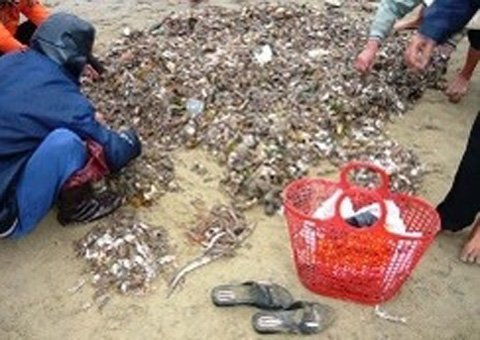 Ngừng thu mua, mang hải sâm đổ xuống biển