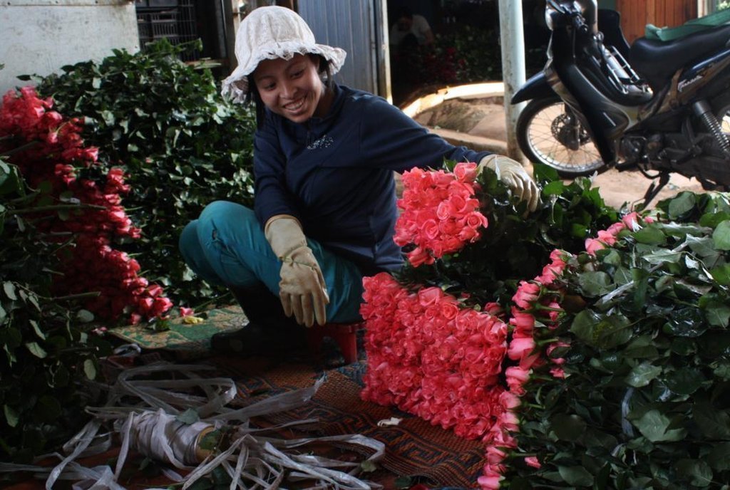 Thái Lan ngập lụt, Việt Nam thiếu hoa