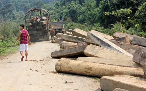 Hàng trăm m3 gỗ lậu được che giấu thế nào?