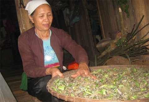 Bài thuốc lạ chữa viêm phổi của bà mế 