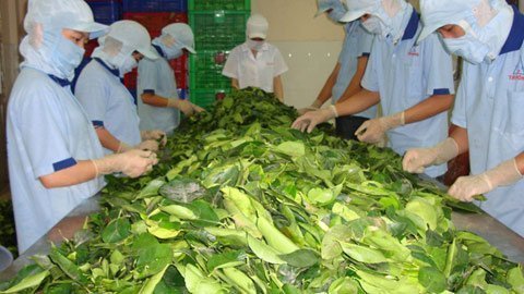 Lá sắn, lá khoai...  phấp phới xuất ngoại